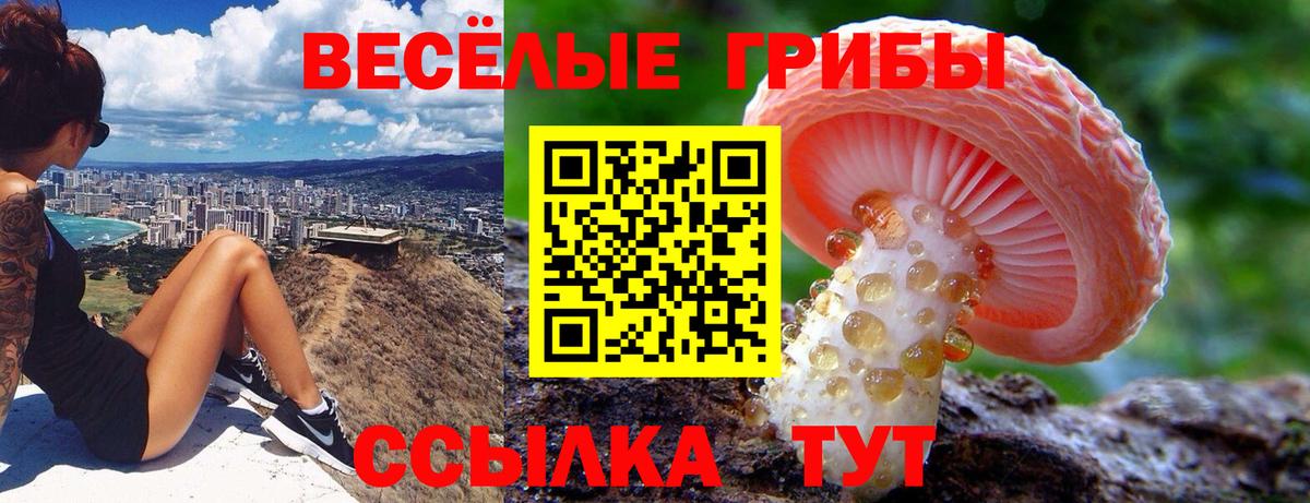 Псилоцибиновые грибы Psilocybine cubensis  Омск 